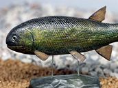 Rekonstrukce ryby rodu Paramblypterus