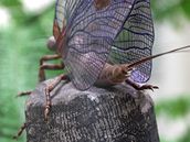 Jepice Bojophlebia prokopi