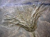 Lilijice rodu Seirocrinus