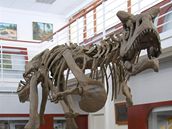 Osmimetrov Carnotaurus sastrei