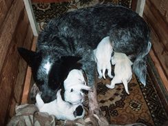 Pbuzensk vztah australskho honckho psa s dalmatinem dokldaj tata, kter se rod bl, pouze s malmi tmavmi skvrnami. Proto se tak testuj na hluchotu.