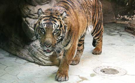 Zamstnanci brnnské zoo moná dostanou vánoní prémie a v roce 2010