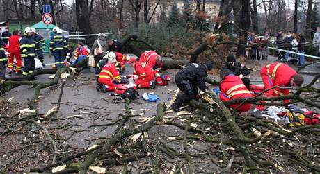 Spadlý strom v centru Zlína