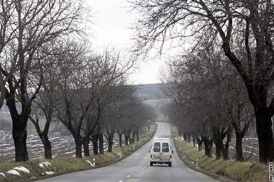 Nkteré aleje strom u krajských silnic eká v listopadu ozdravná kúra. Ilustraní foto