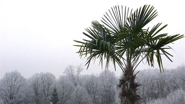 Palma na pozadí ojínných strom v zimní krajin. 