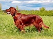 U dlouhosrstých plemen ps a koek je kontrola srsti a pípadné nalezení pisátého klítte mnohem obtínjí.