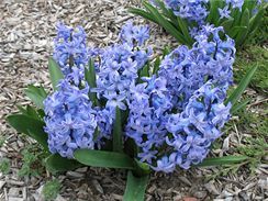 Rozkvetl hyacinty vs na jae pot i na zahrad. Pokud jste je nezapomnli na podzim zasadit.