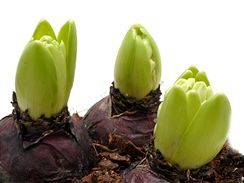 Ta ndhera, kdy se puky hyacint otevou a objev se poupata.