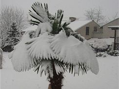 Zasnen kouna palmy (trachycarpus) v zimn esk zahrad. 