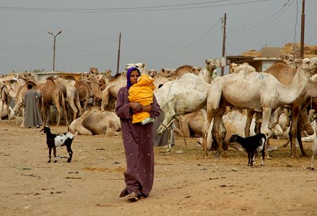 Egypt, velbloud trh v Birki u Khiry