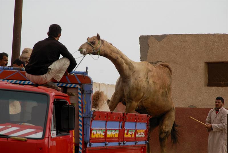 Egypt, velbloudí trh v Birkái