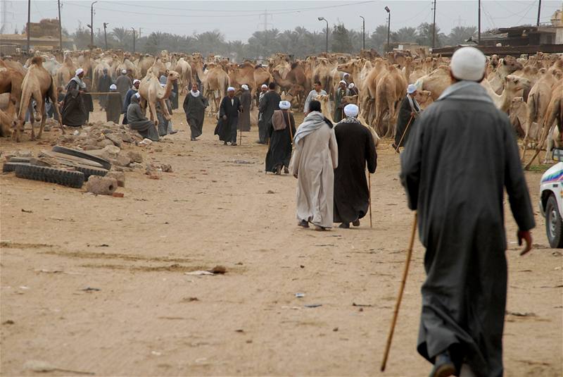 Egypt, velbloudí trh v Birkái u Káhiry