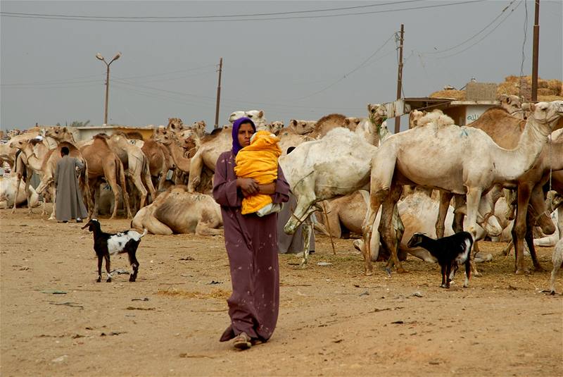 Egypt, velbloudí trh v Birkái u Káhiry