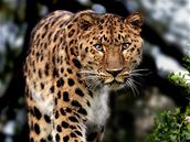 Na Slovensku roztrhal leopard majitele soukromé zoo, choval i další šelmy