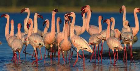 Hejno plamek v Lake Nakuru.