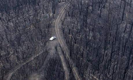 Lesn porost pobl Kinglake pot, co jej zniil por. (9. nor 2009)