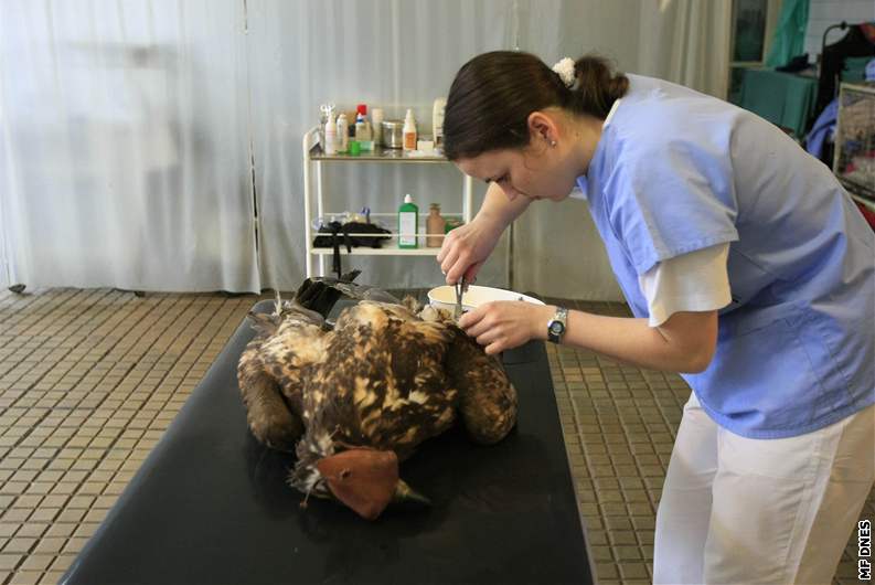 Operace posteleného orla moského v Pímticích na Znojemsku