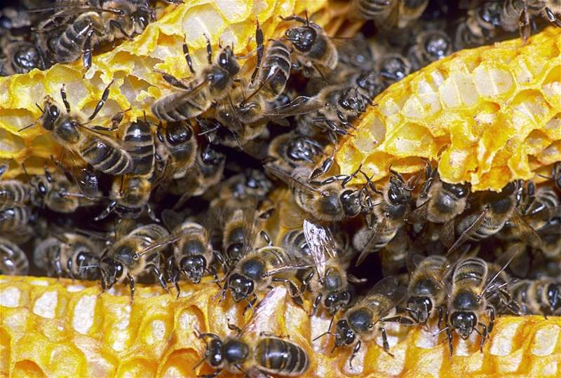 Včela sající med