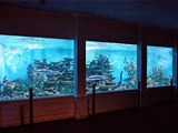 Akv�rium o obsahu 100 tis�c litr� mo�sk� vody obydlen� �ralokem p�se�n�m a...