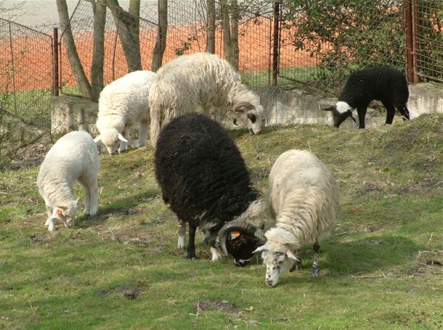 Ovce valaky mohou mít bílou i ernou formu. 