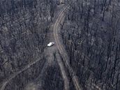 Lesní porost poblí Kinglake poté, co jej zniil poár. (9. únor 2009)