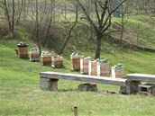 Na Toulcově dvoře produkují i vlastní med a o včelařství se tam dozvíte všechno.