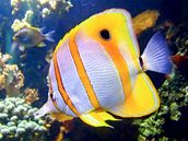 Jasné, nepehlédnutelné barvy a tvarová rozmanitost dlají z korálových rybek zajímavý objekt pozorování.