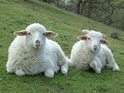 To nejsou valašské ovce na stráních Beskyd, ale v pražské Hostivaři.