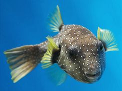 Možnost pozorovat mořské tvory z bezprostřední blízkosti přes sklo akvária je úžasná (hranobřich).