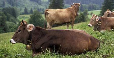 Dráty vysokého naptí ruí vnitní kompas jelen a krav. Ilustraní foto.