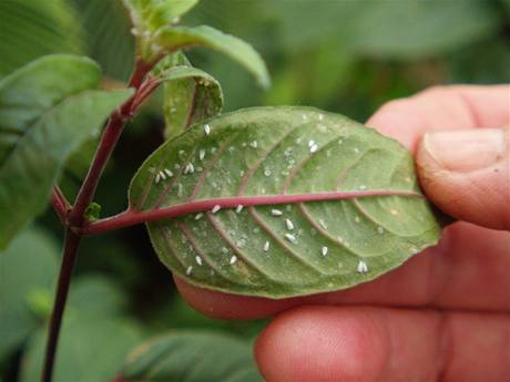 pokojove rostliny paraziti durerea de detoxifiere ameliorează simptomele de sevraj