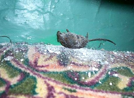 V hotelu Carter v New Yorku bydlí s návštěvníky i mrtvé myši