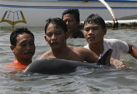 Stovky delfn uvzly v Manilsk ztoce.