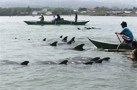 Stovky delfn uvzly v Manilsk ztoce.