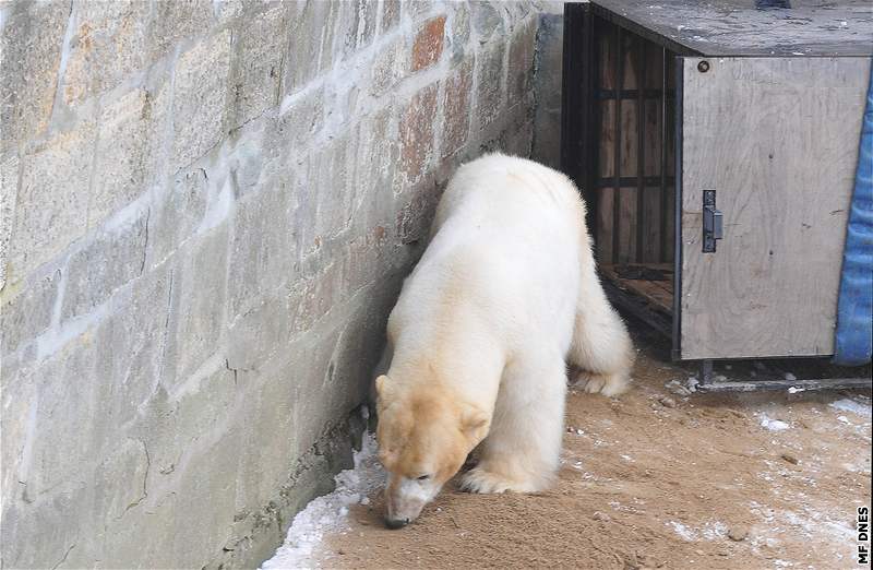 Medvd Umca se vrátil do brnnské zoo