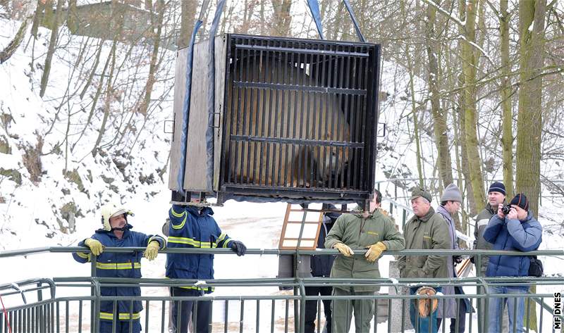 S vykládáním pi návratu medvda Umca do brnnské zoo oetovatelm pomáhali hasii