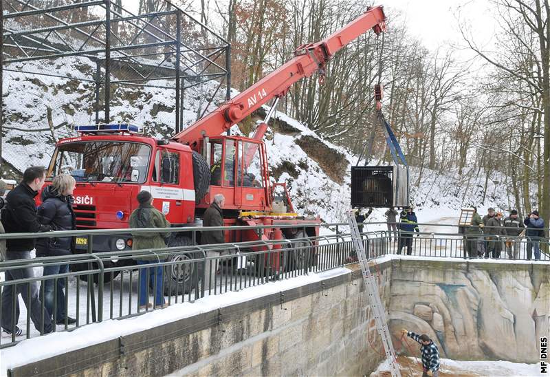 S vykládáním pi návratu medvda Umca do brnnské zoo oetovatelm pomáhali hasii