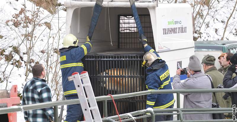 S vykládáním pi návratu medvda Umca do brnnské zoo oetovatelm pomáhali hasii