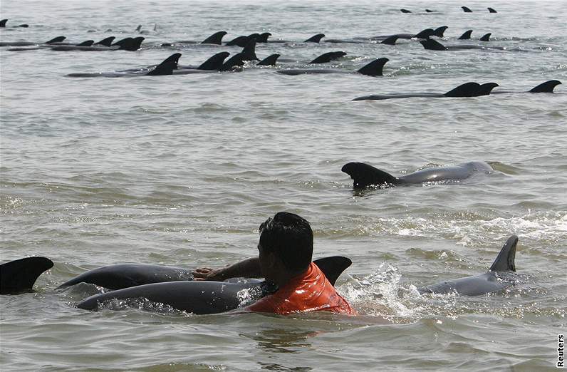 Stovky delfín uvízly v Manilské zátoce.