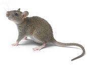 Potkan je siln a inteligentn protivnk.