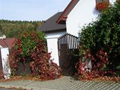 Popínavky (písavník) plot krásn doplní barevn, zvlát na podzim, kdy se...