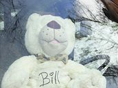 V nedli odjel z brnnské zoo i lední medvd Bill