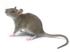 Potkan je silný a inteligentní protivník.