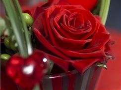 Červená růže je odjakživa symbolem lásky...