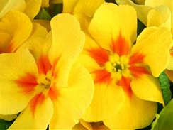 Žluté květy vám přinesou domů jaro.