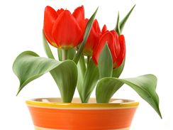 Nzk varieta tulipn je pro kvtine ideln.