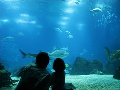 Možnost prohlédnout si žraloka z bezprostřední blízkosti přes sklo akvária je nezapomenutelným zážitkem pro děti i dospělé.