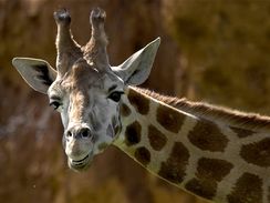 A co takhle strávit den u žiraf?