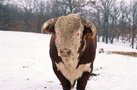 Bhem ivota se u krávy nemoc neprojevila, hlavními znaky bývá tesení tlem a padání na zem. Ilustraní foto