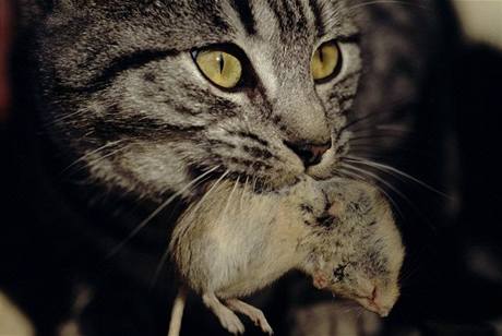 Správná kočka vychytá myši v domě i v jeho okolí. 
